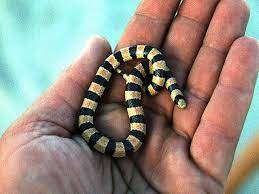 Banded Sand Snake Non Venomous Snake Reptiles And Amphibians Amphibians