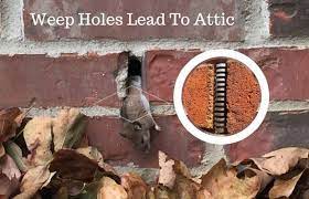 5 Signs You Have Mice In Your Attic And How You Can Remove Them Rid O Mice