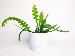 How long does it take for epiphyllum. Epiphyllum Anguliger Fishbone Cactus 25cm Green Charm House Of Plants