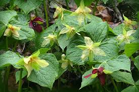 Image result for Schistostephium crataegifolium