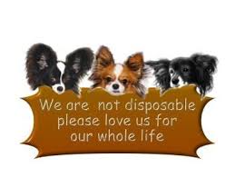 Papillon puppies for sale in missouriselect a breed. Papillon Akc Puppies For Sale Swan Creek Kennel Swan Creek Kennel