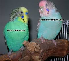 How to collect feather samples for dna bird sexing. About Parakeets Budgies Parakeet Colors Parakeet Care