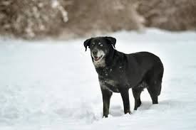 Geef mij maar bergen ijs, ik ga naar de sneeuw op reis. Portret Van Schattige Zwarte Labrador Hond In Witte Verse Sneeuw 2096609 Stockfoto