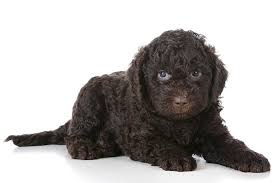 Buy hypoallergenic puppy food and get the best deals at the lowest prices on ebay! Barbet Dog Breed Information American Kennel Club