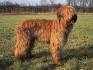 Briard Dog Breed Information and Pictures