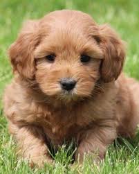 Their small size also makes them more suited for small homes or apartments. Multigen Mini Goldendoodle Puppies Goldendoodle Puppy Miniature Goldendoodle Puppies Mini Goldendoodle Puppies
