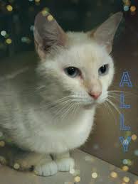 My photogenic blue point