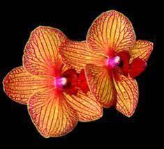 Pin On Orchids
