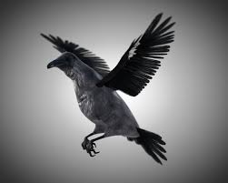 Raven Bird Rigged 3d Model Raven Bird Bird 3d Model