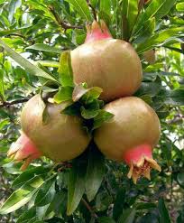 6 ramuan dari buah delima yang berkhasiat untuk menyembuhkan penyakit. Khasiat Tanaman Dan Buah Buahan Yang Disebut Dalam Al Quran