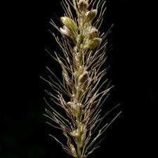 Image result for Setaria lindenbergiana