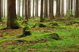 Forest Moss Forest Floor Nature Trees Dead Wood Tree Forest Floor Nature Tree
