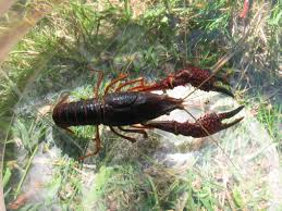 There are some eructations that sound like cheers—at least, mine did. Red Swamp Crayfish Procambarus Clarkii Species Profile
