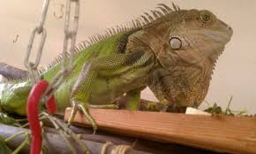 Young iguanas are particularly vulnerable to. 11 Things To Consider Before Adopting A Pet Green Iguana Pethelpful By Fellow Animal Lovers And Experts
