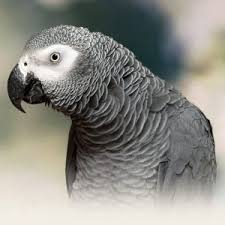 african grey parrot personality food care pet birds by