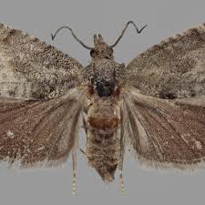 Image result for Cydia splendana