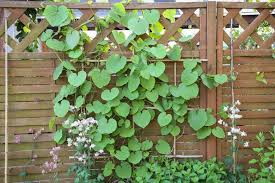 Image result for Aristolochia