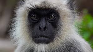 The northern plains gray langur, also known as the sacred langur, bengal sacred langur and hanuman langur, is a species of primate in the family cercopithecidae. Northern Plains Gray Langur Semnopithecus Stock Footage Video 100 Royalty Free 1017855538 Shutterstock