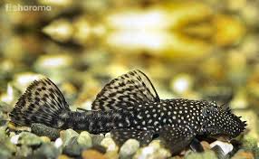 Check spelling or type a new query. Bristlenose Pleco Care Guide Breeding Feeding Tank Setting And More