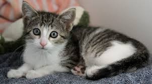 Signs of a male cat nearing sexual maturity male british shorthairs usually reach sexual maturity at around 12 months of age, but it can happen as early as 6 months of age! Spay Neuter Services Virginia Beach Spca