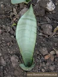 Image result for Sansevieria hyacinthoides