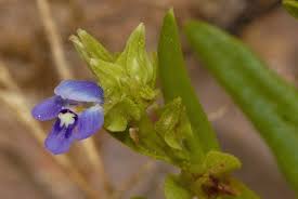 Image result for Crepidorhopalon goetzei