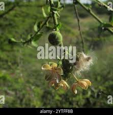 Image result for Hibiscus micranthus