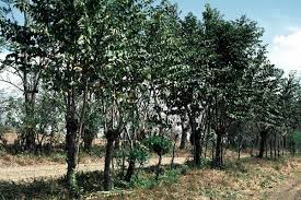 Image result for Guazuma ulmifolia