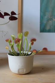 Large venus fly traps stink! How To Care For The Venus Fly Trap Indoors Triadoro