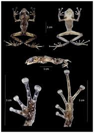 Image result for Pristimantis mutabilis