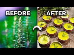 Image result for rosemary pruning