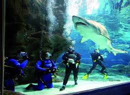 They are a large species, and exceptional individuals can reach 18 ft. Meet The Sand Tiger Shark Deepseaworld