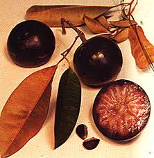 This will avoid the possibility that the trees leaves will sunburn. Star Apple