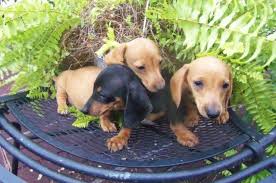 4 adorable puppies need a home 4 weeks mixed breed (salisbury ) pic hide this posting restore restore this posting. Dachshund Puppies For Sale Virginia Page 3