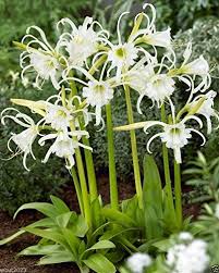 Image result for Ismene narcissiflora