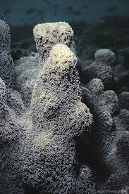 Image result for Hygrophila pilosa