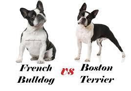 Boston Terrier Vs French Bulldog Full Comparison Ourfrenchie