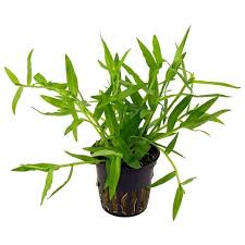 Image result for Murdannia stricta