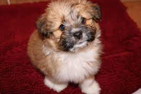 Shih tzu pomeranian mix puppies. Sweet Pomshih Male Puppy For Sale Nov 3rd 2017 Paradise Puppies