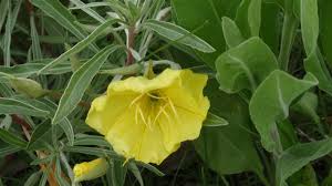 Wholesale anemones, wholesale tropicals, wholesale succulents Missouri Primrose Native Wildflowers Stock Seed Farms