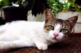 Cats are susceptible to a large range of stomach upsets, which can often result in your cat vomiting, having diarrhea, or both. Cat Vomiting When To See A Vet Canna Pet