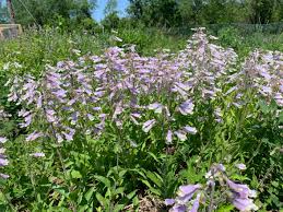 Image result for Sclerochiton hirsutus