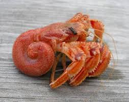 3d Printers Can Help Solve Hermit Crab Shell Shortage By Printing Custom Replacements Hermit Crab Crab Hermit Crab Shells