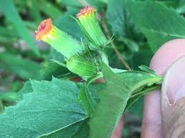 Image result for Crassocephalum crepidioides