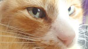 kedilerin sesi neden kisilir kedi hayvanlari blog