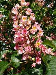 Dabei war der kastanienbaum in den ersten jahren vor allem für sein holz begehrt. Fleischrote Rosskastanie Wikipedia