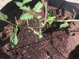 Roof rats are not so eager to eat meat, but love fruits, melons, candy, and tomatoes. What Is Eating My Tomatoes And Other Plants Leaving Only The Stem Happens Over Night I Think Critter Or Bug Snails Organic Garden Advice Please Thanks Gardening