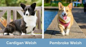 Cardigan Welsh vs Pembroke Welsh Corgi ...
