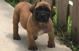 Black Boerboel Puppies For Sale Near Me Boerboels For Sale Boerboel Breeders In Ft Lauderdale Fl South Florida Boerboels Boerboel Shih Tzu Breeders