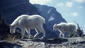 What Are Some Endangered Species In The Alpine Tundra Endangered Species Endangered Tundra